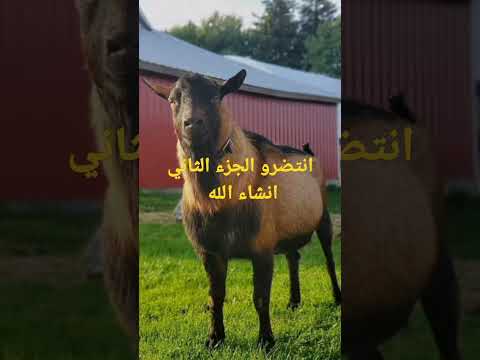 أول فيديو في القناة ماعز الالبين فرجة ممتعة