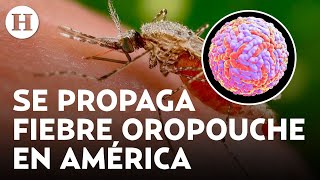 ¿Qué es la fiebre oropouche y cuáles son sus síntomas? Enfermedad que se propaga en América Latina