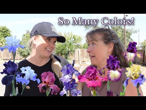 Planting Iris with