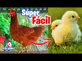 Como sacar Pollitos de las Gallinas Ponedoras 🐤 Reproducir Gallinas Ponedoras en casa - Muy Facil