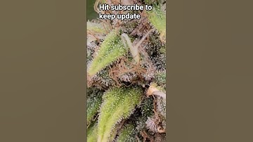 "Why Cannabis Buds Foxtail & How to Prevent It”#cannabiseducation #spiderfarmerled #trending #grow