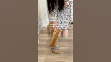 Part 2 Clicker Training Basics 🐾#cattraining #clickertraining #catshorts #orangetabbycat #tripodcat