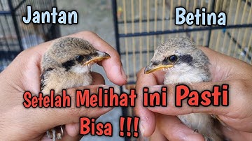 Membedakan jantan betina anakan burung cendet ,mudah dan akurat !!!