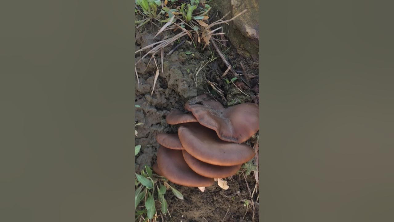 Porno magma onlayn biseks Ayollarning vaginadan sperma ichishi videosi