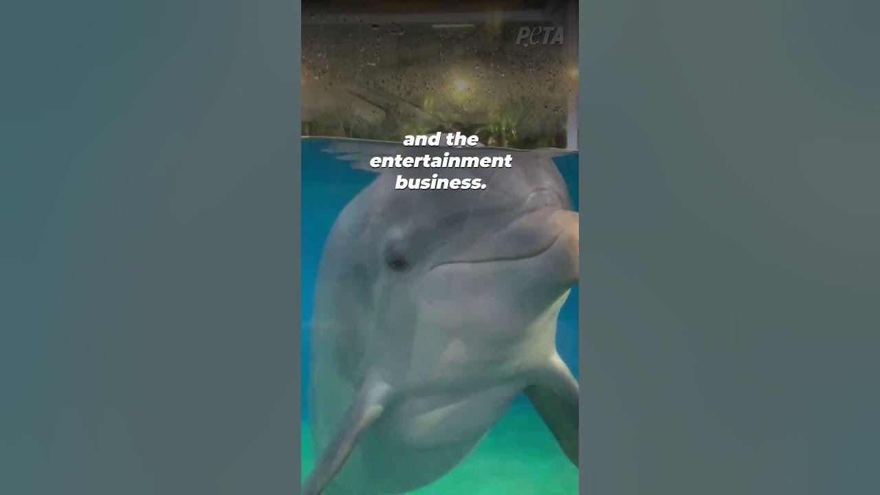 What PETA Stands For YouTube