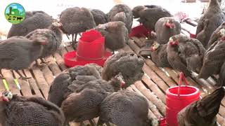 How to Start a Business Guinea Fowl Farming - Guinea Farm Business Idea Low Investment High Profit