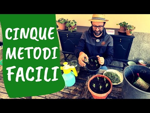 TALEA e MARGOTTA di ROSMARINO: 5 metodi per ottenere piante GRATIS