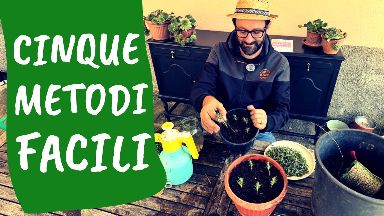 TALEA e MARGOTTA di ROSMARINO: 5 metodi per ottenere piante GRATIS