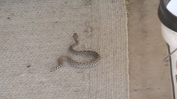 Snakes starting to slither outside in Phoenix area