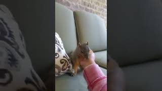 HOW TO MAKE A SQUIRREL LAUGH