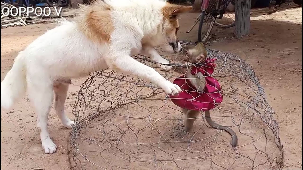 Monkey Janny , What happened between brother Loukey and Janny ?