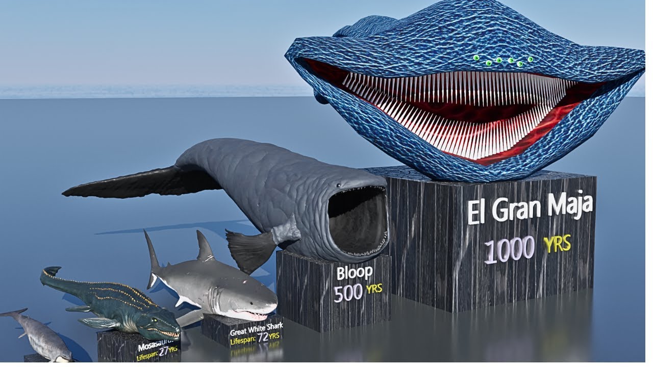 sea-monsters-life-spans-bloop-vs-el-gran-maja-youtube