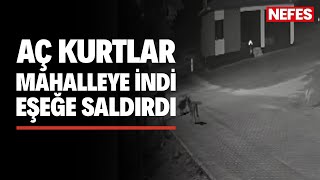 Aç kalan kurtlar mahalleye inerek eşeğe saldırdı