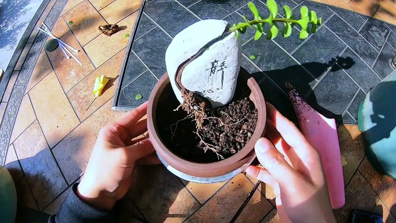 打造金枝玉叶附石盆景，提升盆景欣赏价值 