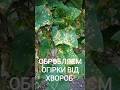 ОБРОБЛЯЄМ ОГІРКИ ВІД ХВОРОБ #shorts#огірки#садогород#город#огурцы