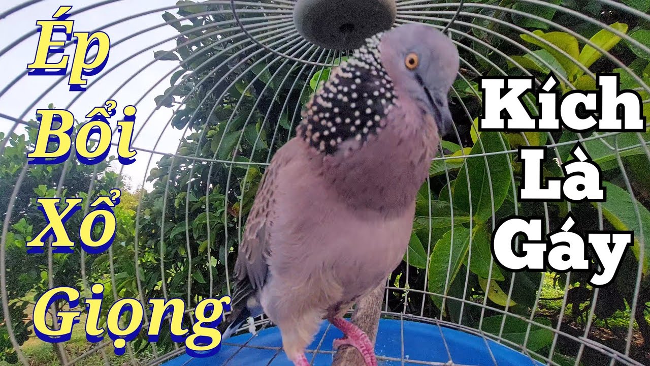 ❎️ Chim cu gáy / Cu Gáy Mồi [ THÚC GÙ GỌI ] kích bổi nhanh nổi  / Cu gáy Đồng son Hạp Bổi 🟢#cugáy309