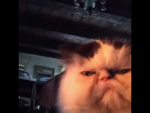 Cat Says Diabetes Vine