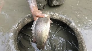 Climbing fish Mystus catfish fishing by hand from muddy water pond