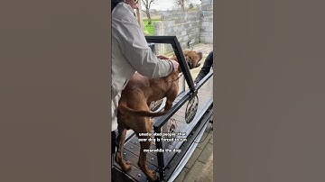 always excited for his run! #slatmill #pitbull