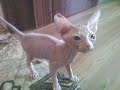 Котёнок сфинкс. Детство кота Феликса. Kitten Sphinx