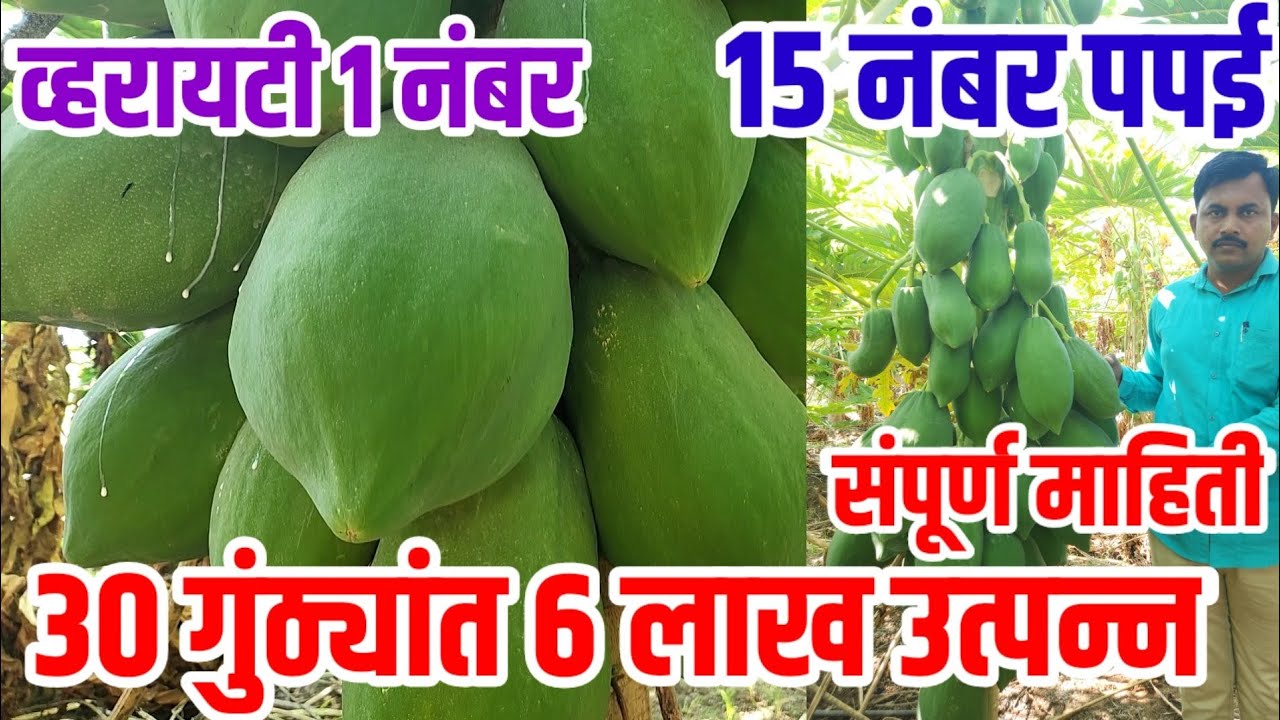30 गुंठ्यांत 6 लाख उत्पन्न,15 नंबर पपई best व्हरायटी,papai_lagvad visionvarta,पपई लागवड A to Zमाहिती