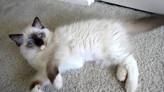Ragdoll cat | Beautiful Pet