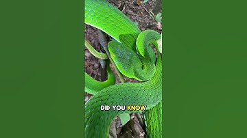 Snakes Can Hear Without Ears?! 🐍