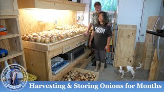 How to Harvest, Cure, and Store Onions