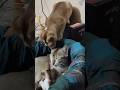 Mimi Her Mother Naila Funny Cat Short S