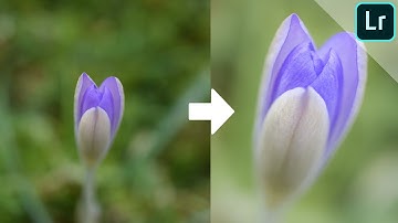 How I edit my macro photos (nature photography) | LIGHTROOM TUTORIAL