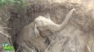 Wild elephant rescued from a well | Amazing moment of Elephant Rescue | Wildlife | Animaux