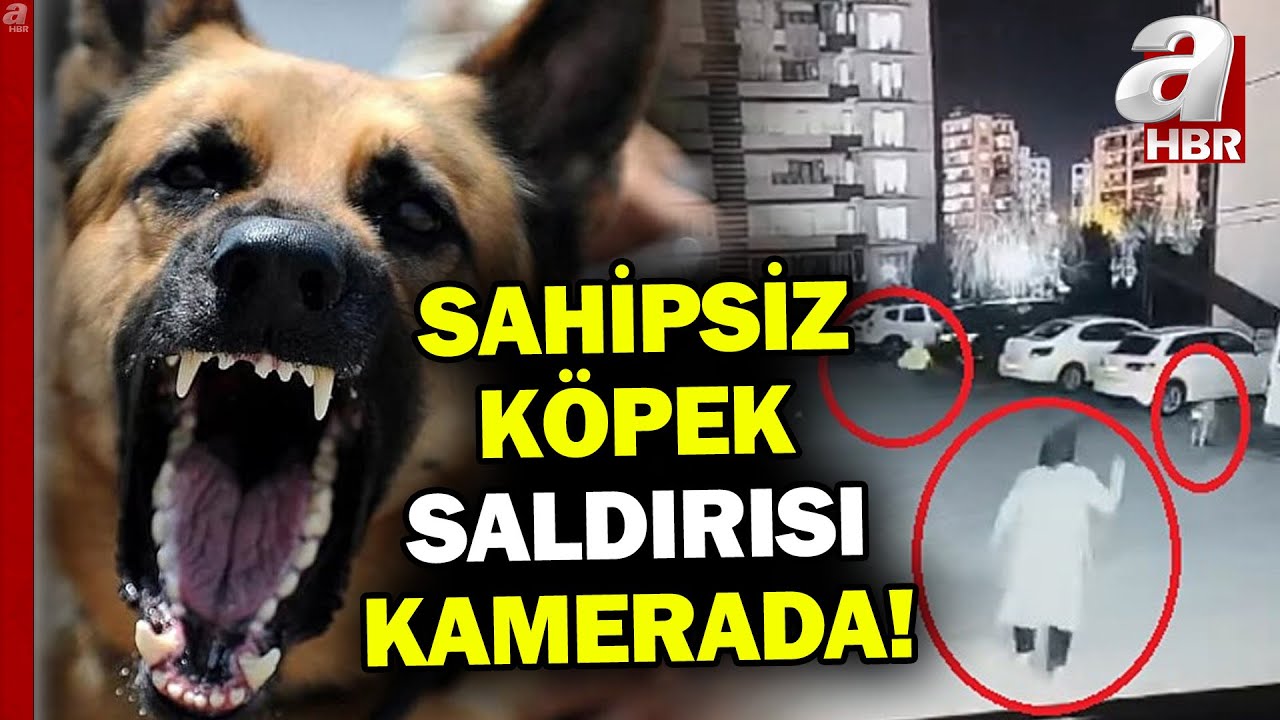 Sahipsiz köpek anne ve oğluna saldırdı! O anlar kamerada... | A Haber
