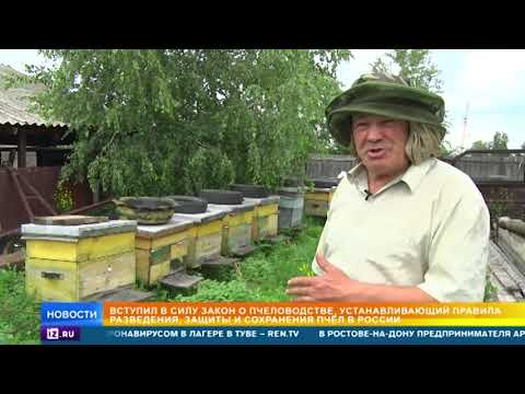Как вступивший в силу закон о пчелах поможет дачникам