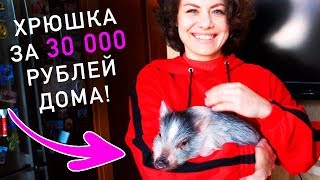 Покупаем Мини Пига! Поросенок За 30 000 Рублей Живет Дома - Необычные Домашние Животные