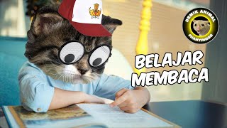 ANAK KUCING BELAJAR BACA