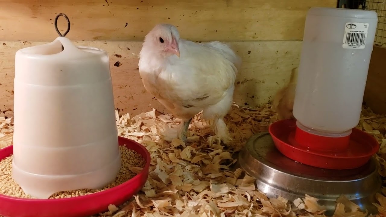 Flock dynamics, accommodating the needs of babies