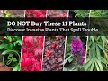 BEWARE! DO NOT Buy These 11 Plants at the Garden Center / Invasive Plants That Spell Trouble