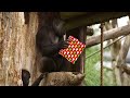 Christmas comes early for London Zoo's gorillas