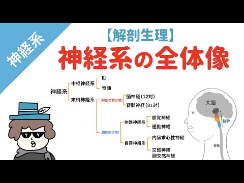 神経系の全体像（中枢神経系と末梢神経系）【解剖生理】