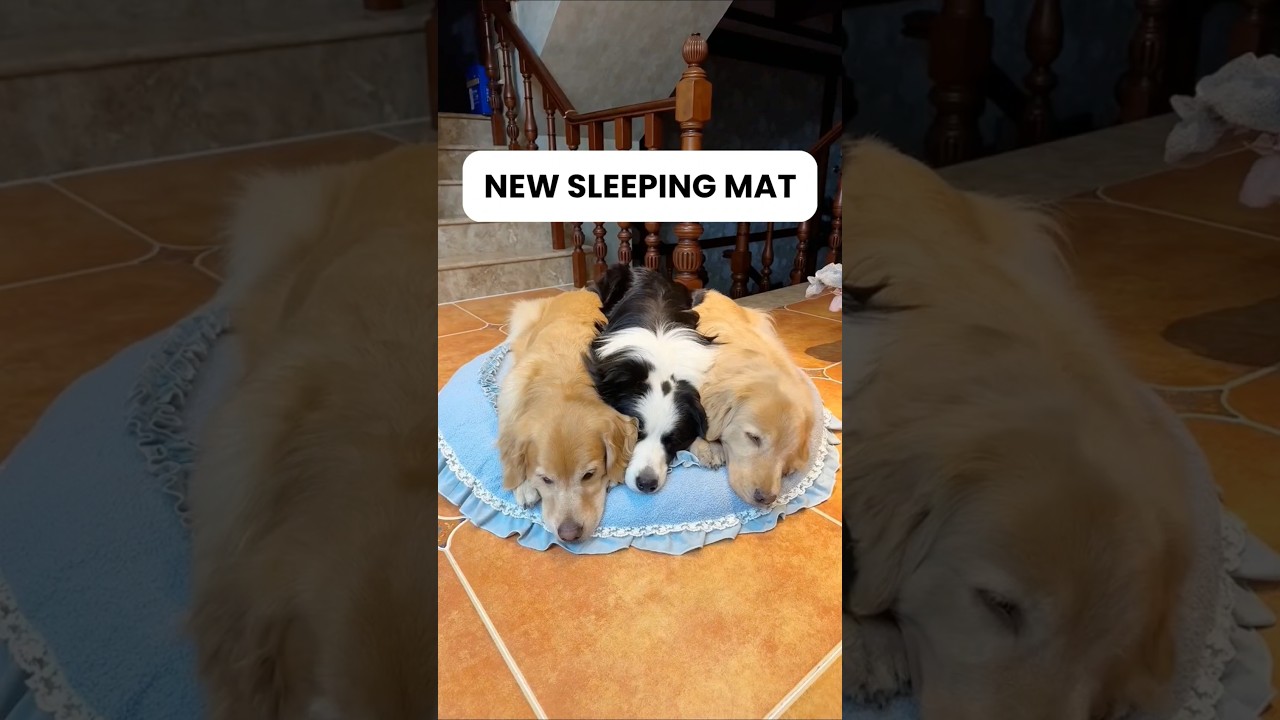 Спальный коврик 💤 