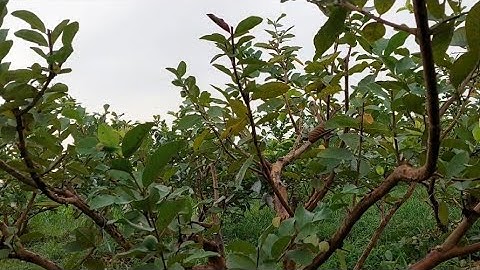 chia sẻ kỹ thuật bấm cành cây ổi./kinh nghiệm nhà nông.