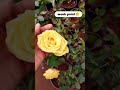 बडा़ सपना 🌱 #chandramarajgarden #flowers #terracegarden #garden #plants #viral #shorts #gardening