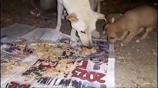 Hungry mama Dog and her puppies #dog #video by PETSLIFE CHANNEL 53 views 1 month ago 2 minutes, 22 seconds