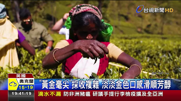 一口值千金!世界最贵茶叶喝一壶台币快2万 - 天天要闻
