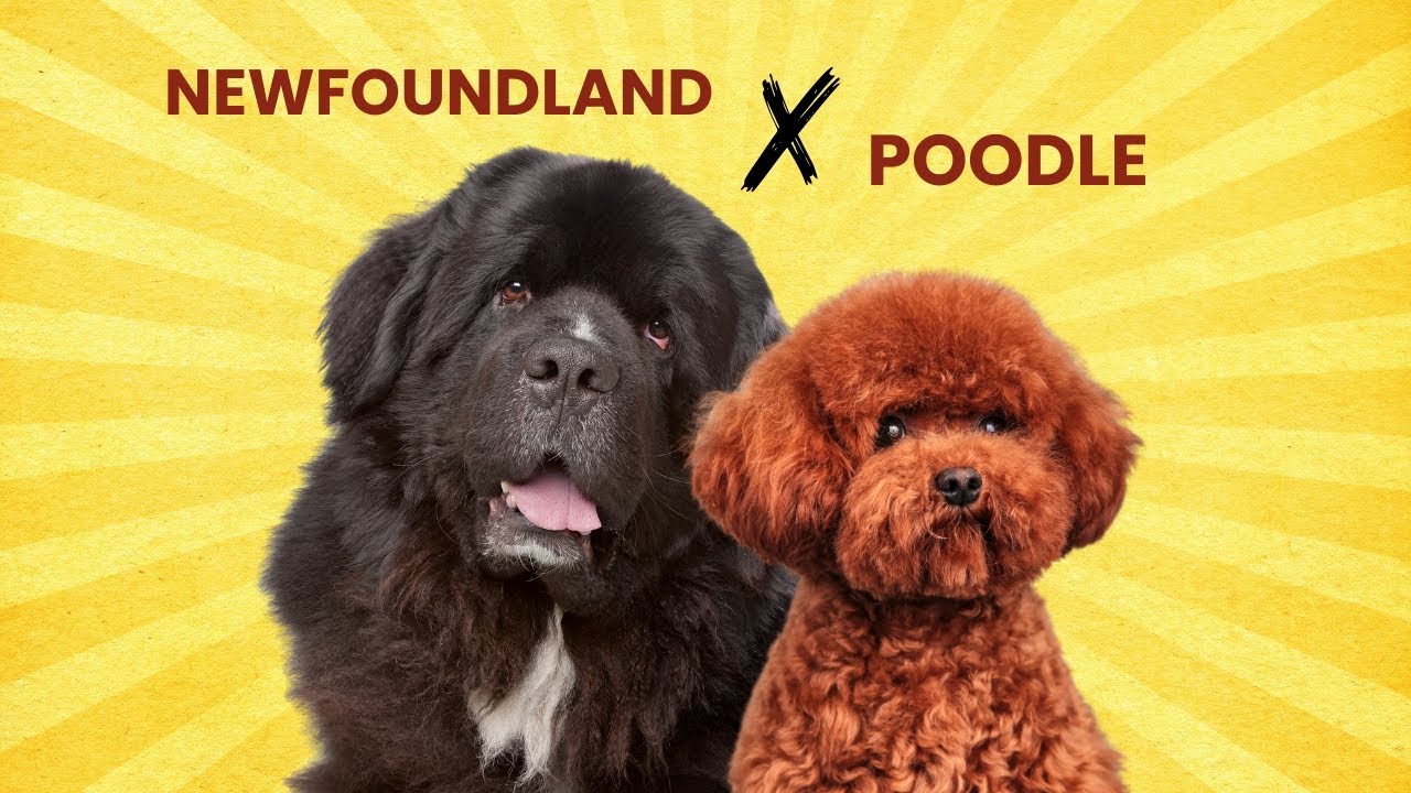 Newfoundland x Poodle Mix: Temperament, Care, and More!