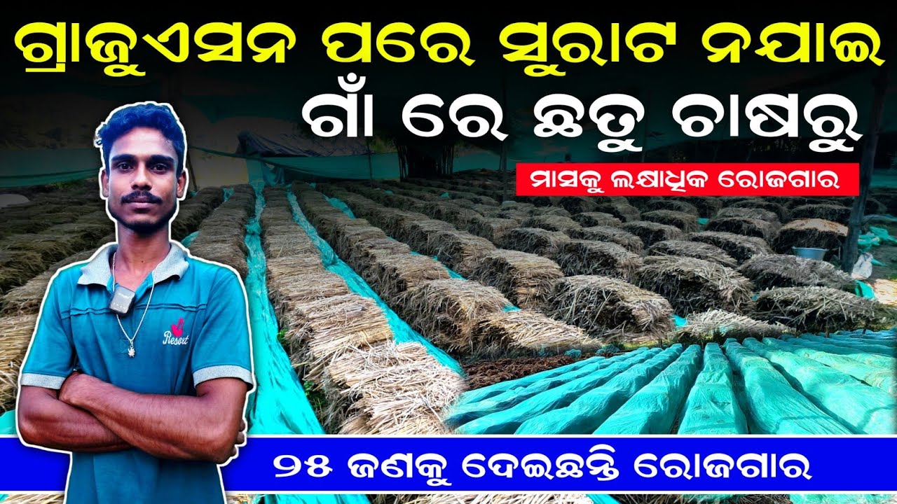 ଛତୁ ଚାଷ କେମିତି କରିବେ [Mushroom Farming in odisha] Pala Chatu Chasa Odia | Krushak Sathi Odisha