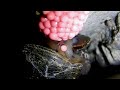 Apple snail laying eggs