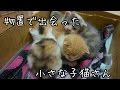 物置で出会った子猫たち　子猫を拾ってみた2017　I picked up a kitten！