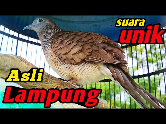 Perkutut lokal SUARA khas dan UNIK. - lokal LAMPUNG | tiếng chim class=