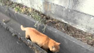 ピーターパンの冒険関連の動画を一度にたくさん検索できちゃうスゴイページ 動画検索 Org Dougakensaku Org
